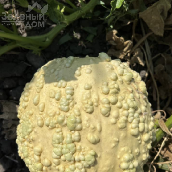 Попкорн F1 / Popkorn F1  фото 3