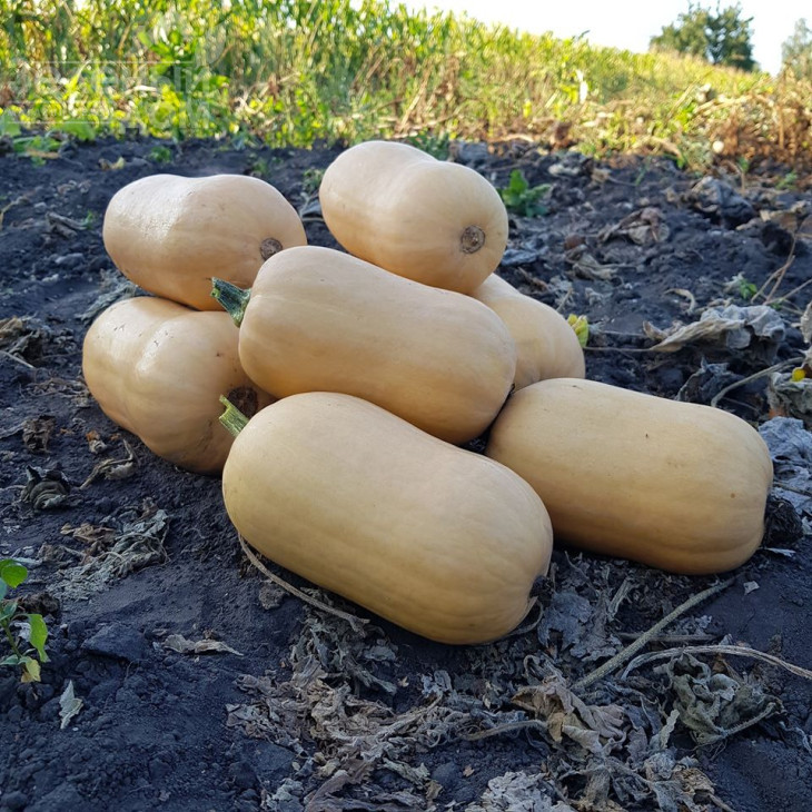 Тіана F1 / Tiana F1,90-95 днів фото 4