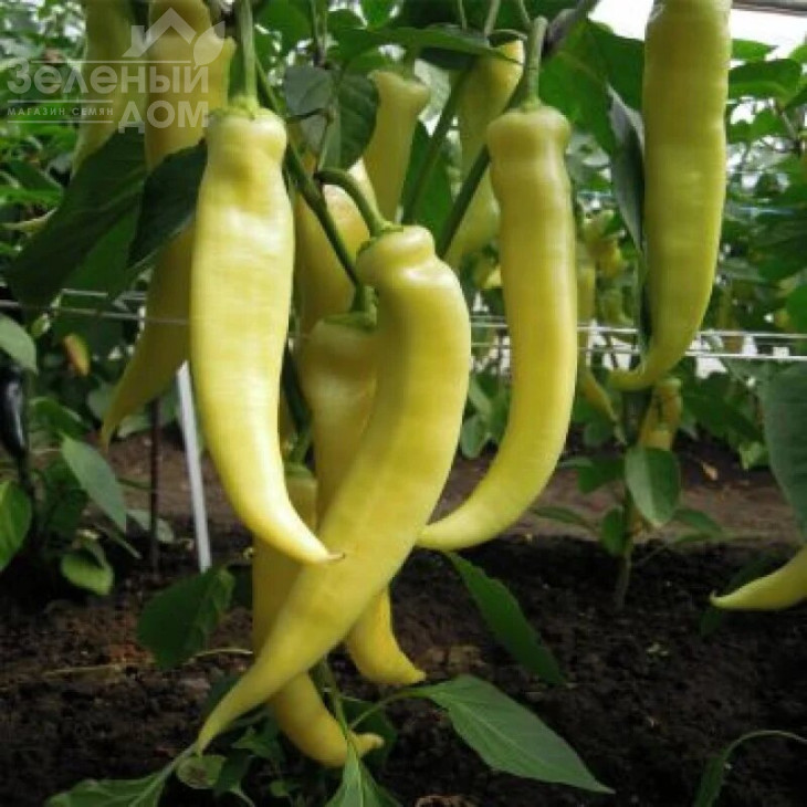 Белорожець / Belorozhet,60-70 днів фото 1