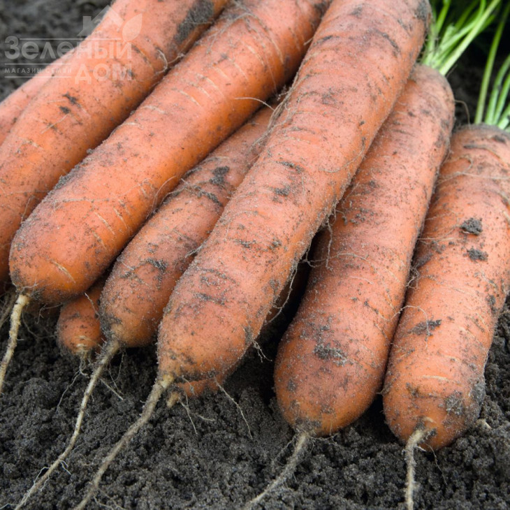 Номанітор F1 / Nominator F1,96 днів фото 2