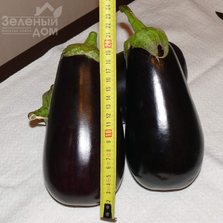 Модар F1 / Modar F1, 60 днів фото 2