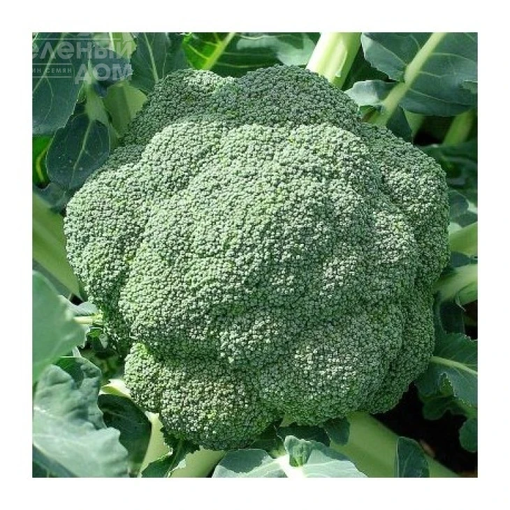 Стромболи F1 / Stromboli F1 фото 1