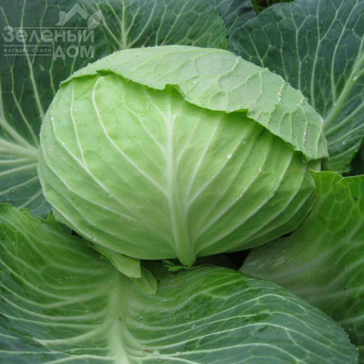 ОТМ Квін F1 / Autumn Queen F1,75-80 днів фото 2