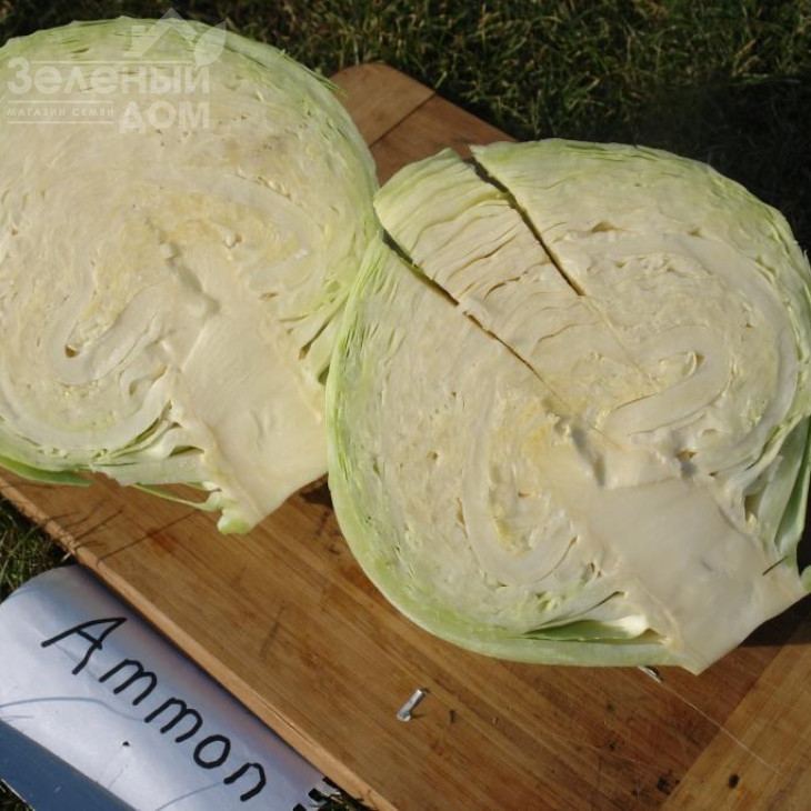 Аммон F1 / Ammon F1,125-135 днів фото 1