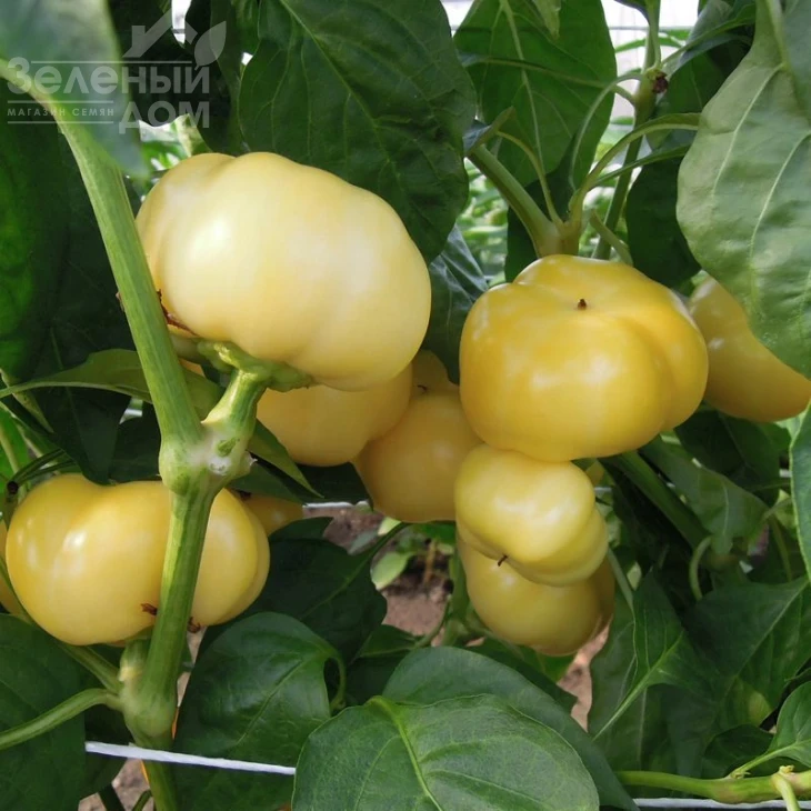 Яблина F1 / Jablina F1,70-80 дней фото 2