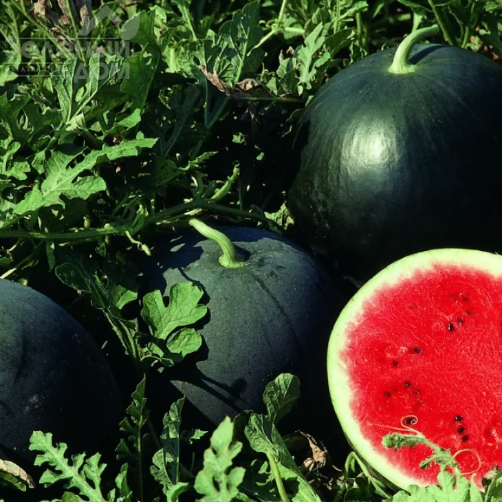 Ред Стар F1 / Red Star F1,60-65 дней фото 1