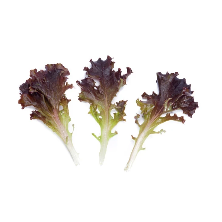 Лижье / Ligier фото 1