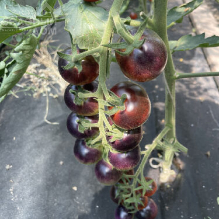 Літл Рок F1 / Little Rock F1, 95 днів фото 1