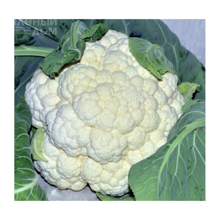 Боділіс F1 / Bodilis F1,95-110 днів фото 1