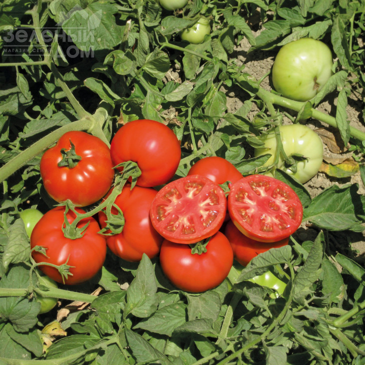 Терра Котта F1 / Terra Cotta F1,65-70 днів фото 1