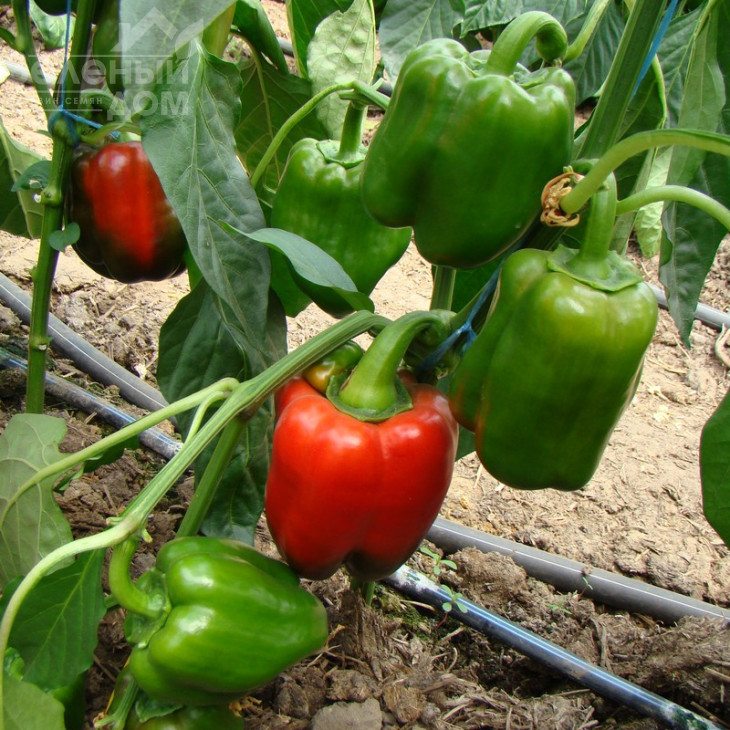 Соломон F1 / Solomon F1,65-70 днів фото 4