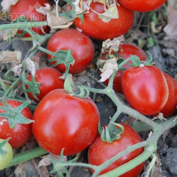 Бинго F1 / Bingo F1,100-105 дней фото 1