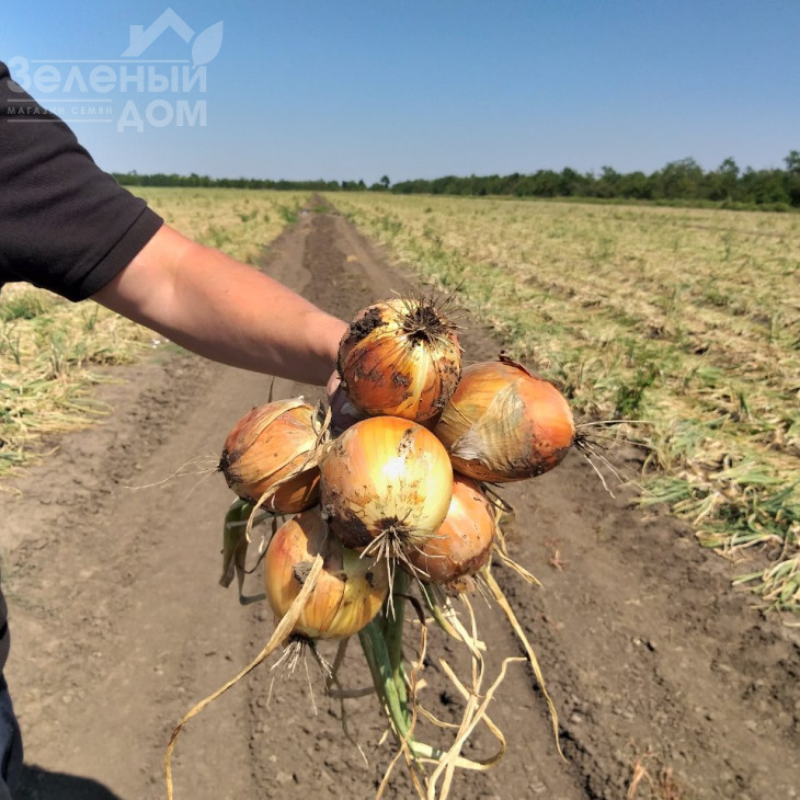 Орленда F1 / Orlenda F1,105-110 днів фото 3