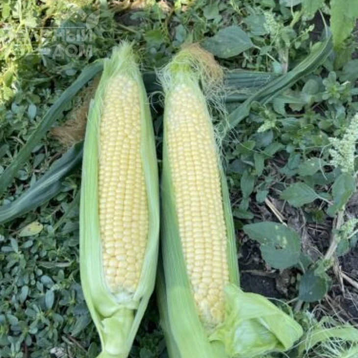 Гейзер F1 / Heyzer F1, 72 дня фото 1