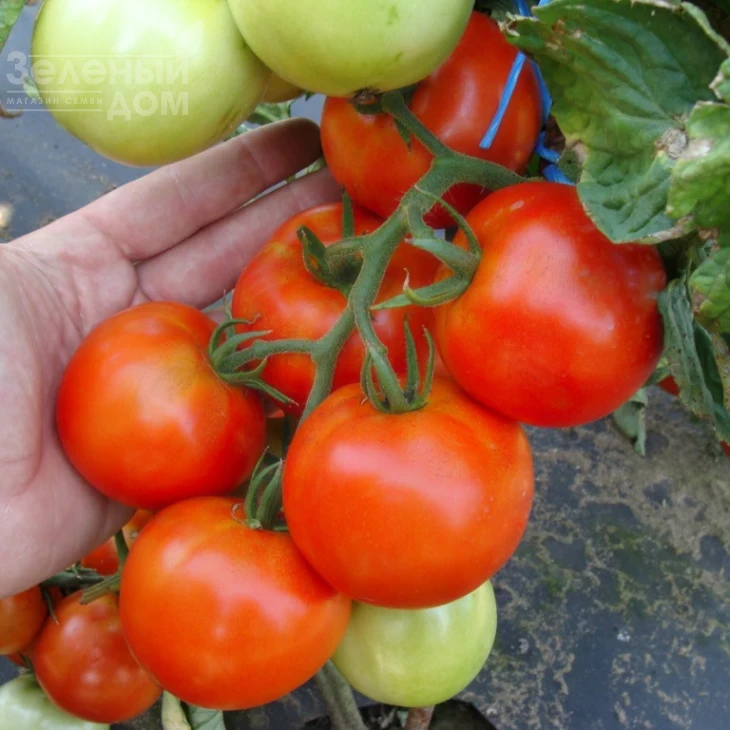 Палава F1 / Palava F1 фото 1