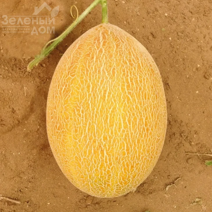 Сицилия F1 / Sicilia F1 фото 1