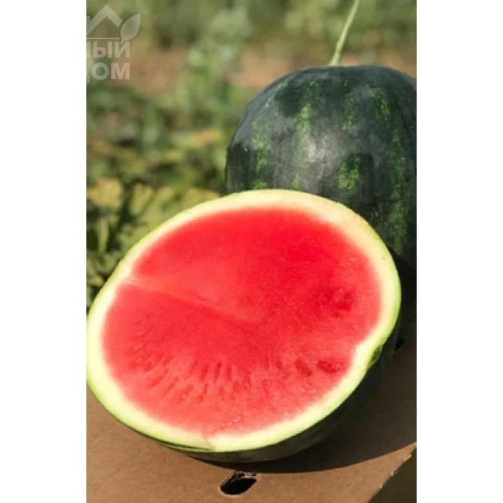 Миракл F1 / Miracle F1,58-60 дней фото 2