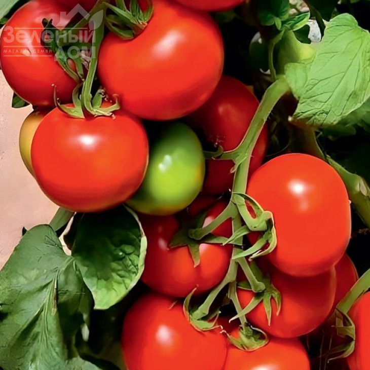 Канакан F1 / Kanakan F1, 65-70 днів фото 1