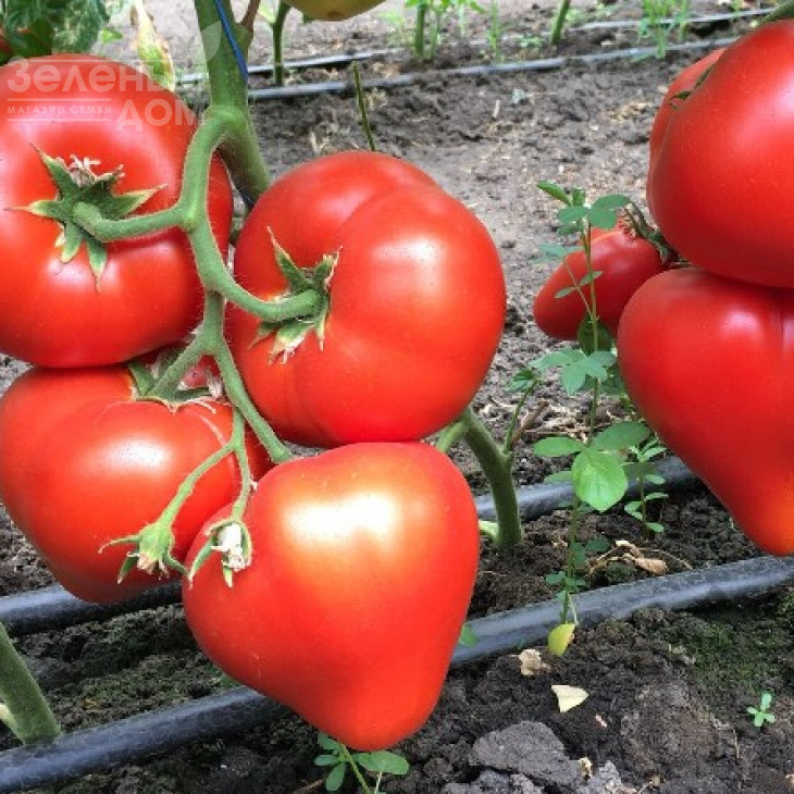 Арон F1 / Aron F1 фото 2