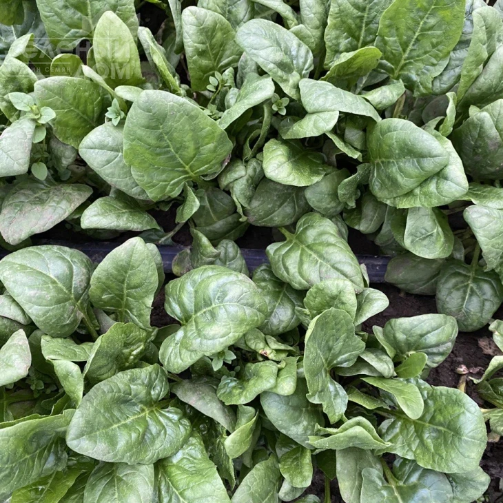 Тромбон F1 / Trombon F1 фото 1