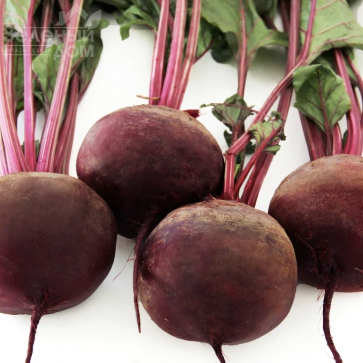 Воевода / Voievoda,110-120 дней фото 2