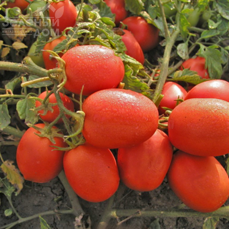 Семалус F1 / Semalus F1,100-120 днів фото 1