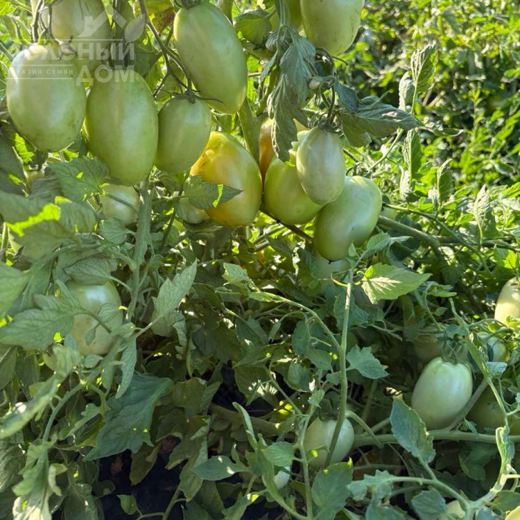 Філікса F1 / Filiksa F1 фото 2