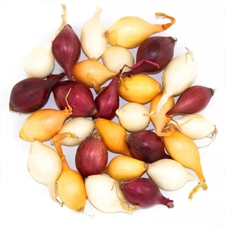 Озимый лук на посадку (арпаж) фото 1