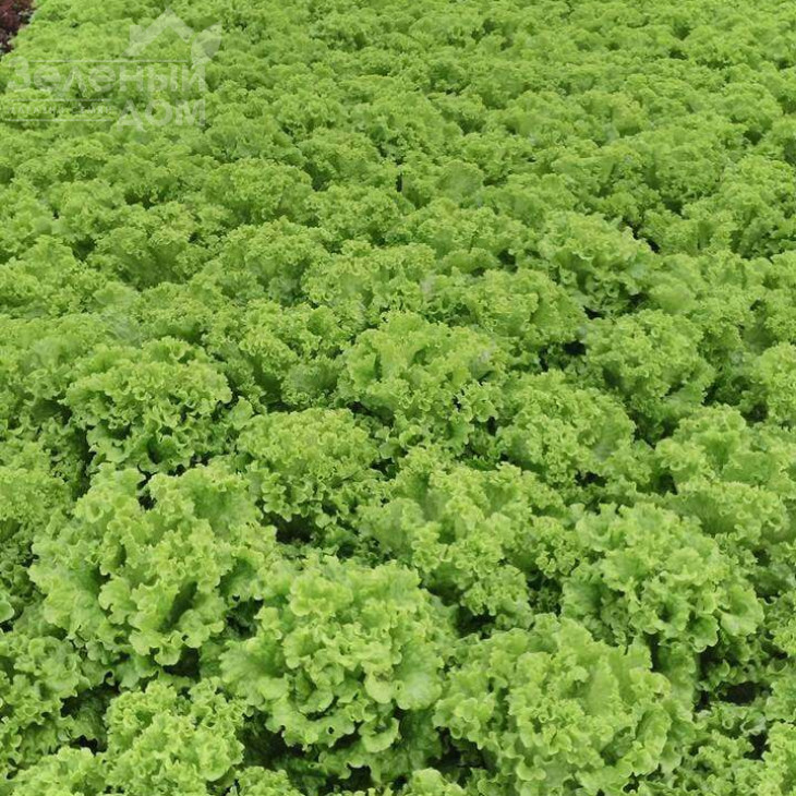 Еллін F1 / Ellin F1 фото 2