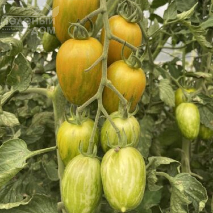 Корваліс F1 / Korvalis F1, 95 днів фото 2