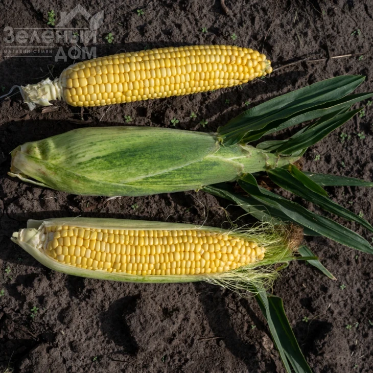 Акцент F1 / Accent F1,81 день фото 4