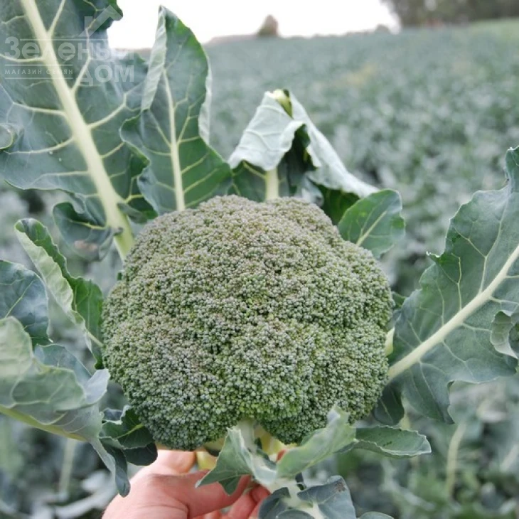 Корос F1 / Koros F1,55-65 дней фото 1