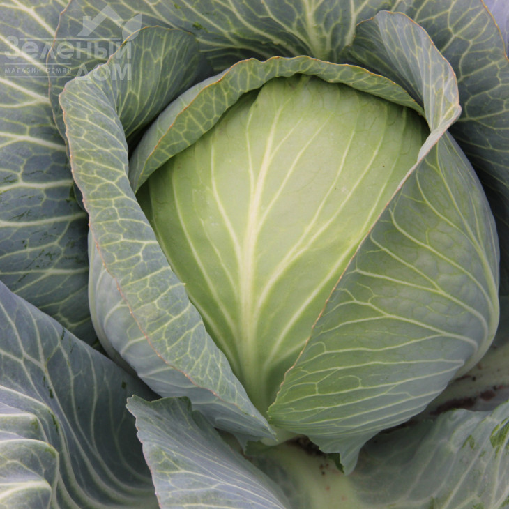 Гарантія F1 / Harantia F1,120-130 днів фото 1