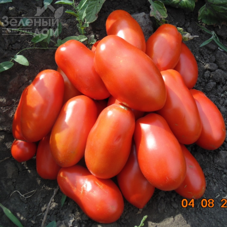 Сан Парадайс F1 / Sun Paradise F1, 110-115 днів фото 1