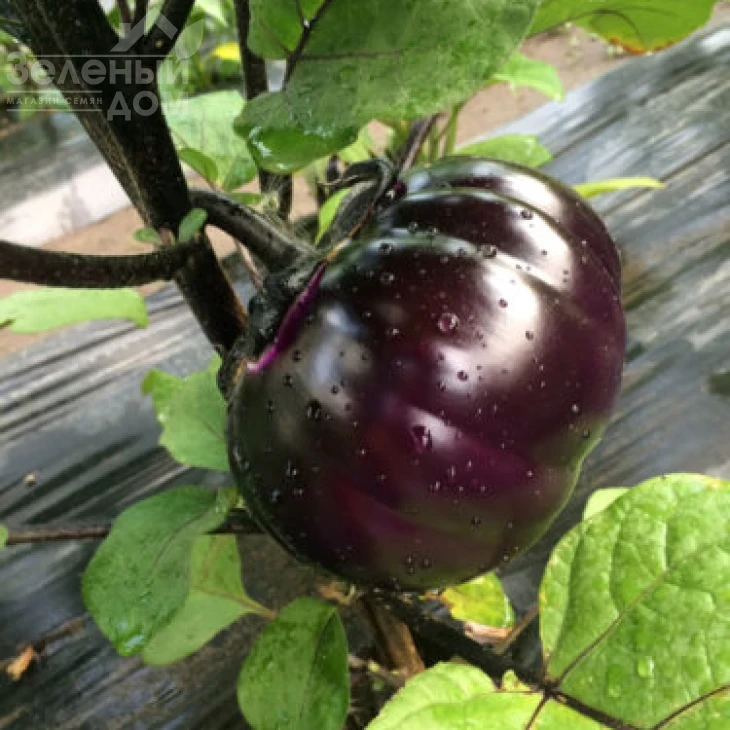 Джаз F1 / Dzhaz F1, 70 дней фото 1