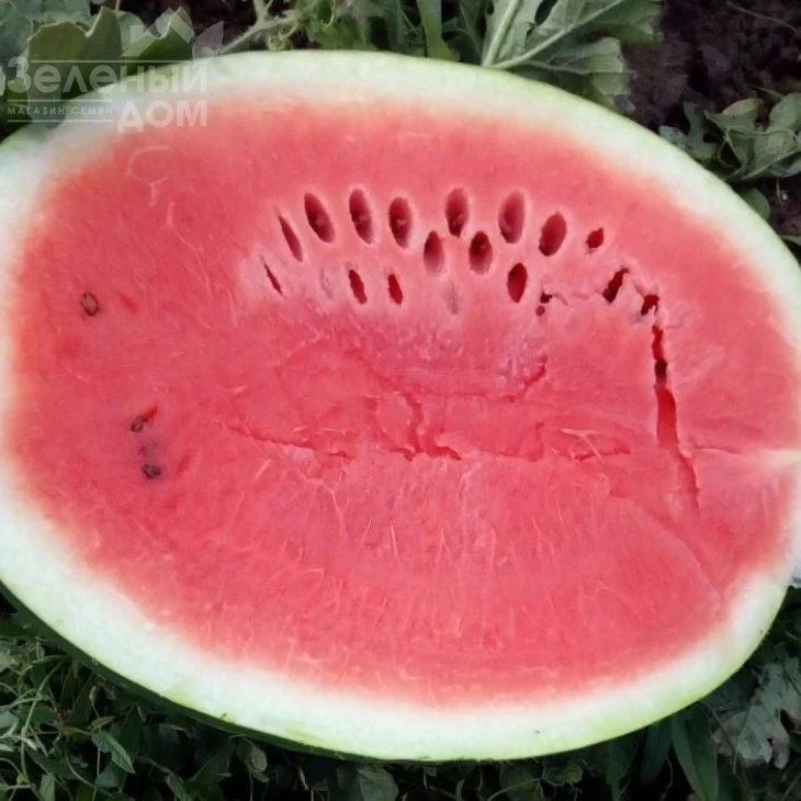 Ланкастер F1 / Lancaster F1, 63-67 дней фото 2