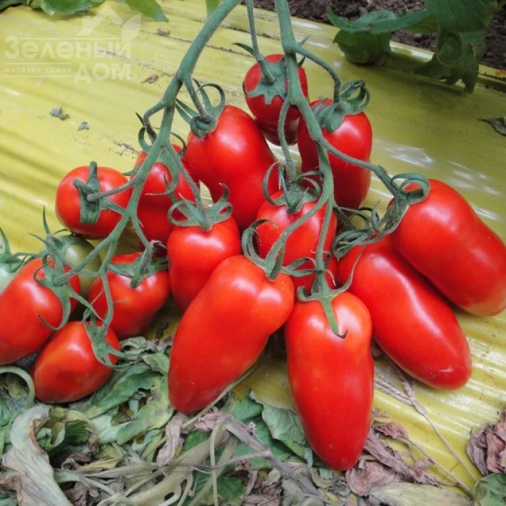 Поззано F1 / Pozzano F1,105-115 дней фото 4