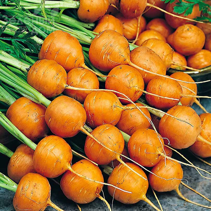 Рондо / Rondo,80 днів фото 1