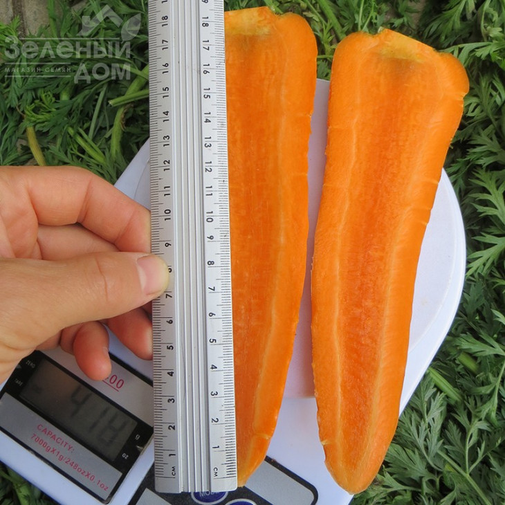 Скарла / Scarla,130-140 днів фото 2