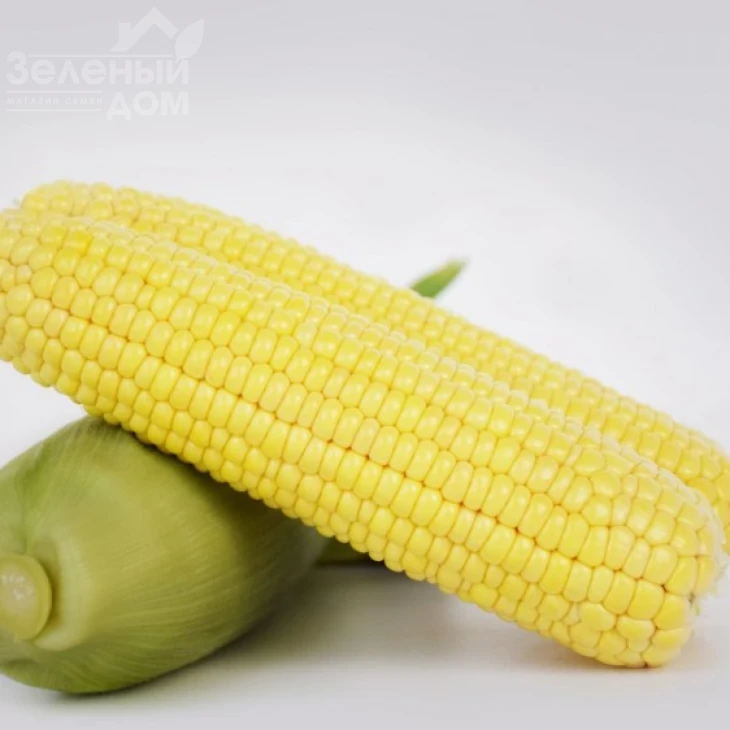 Фрагман F1 / Fragman F1, 76-80 дней фото 1