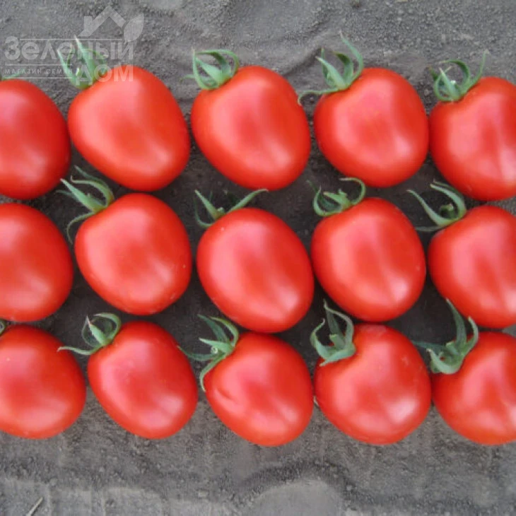 Боцман F1 / Bocman F1,90-95 дней фото 4