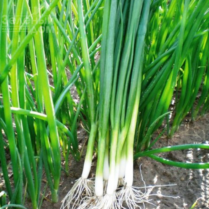 Грін Баннер F1 / Green Banner F1,40 днів фото 1