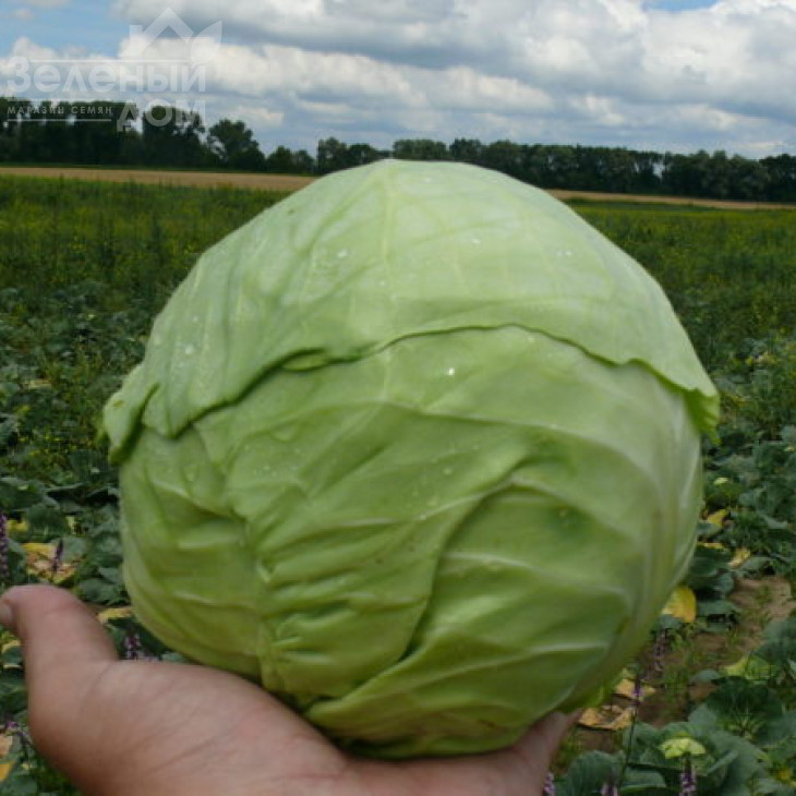 Пасадена F1 / Pasadena F1,50-55 днів фото 2