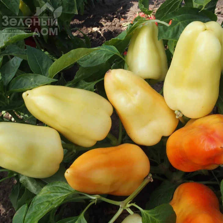 Бонета / Boneta фото 1