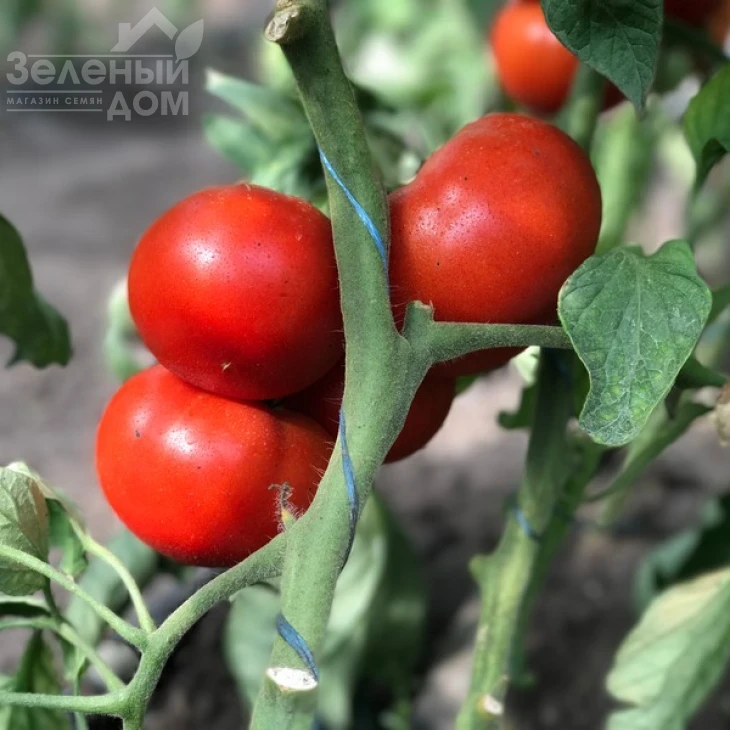 Оазис F1 / Oazis F1,67-70 дней фото 9