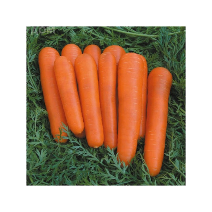 Аттіліо F1 / Attilio F1,115-125 днів фото 1