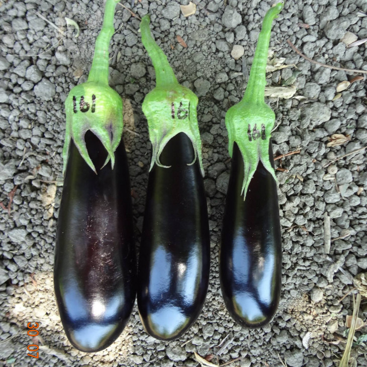 Караєфе F1 / Karaefe F1 фото 2