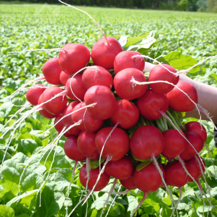 Розетта F1 / Rosetta F1,25-30 днів фото 1