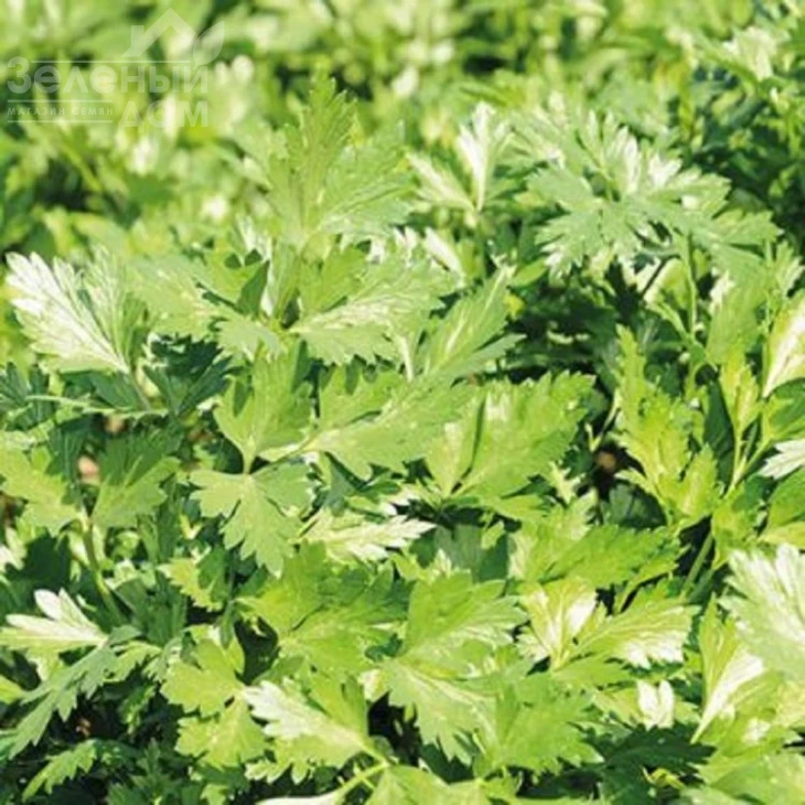 Пионе / Pione фото 1