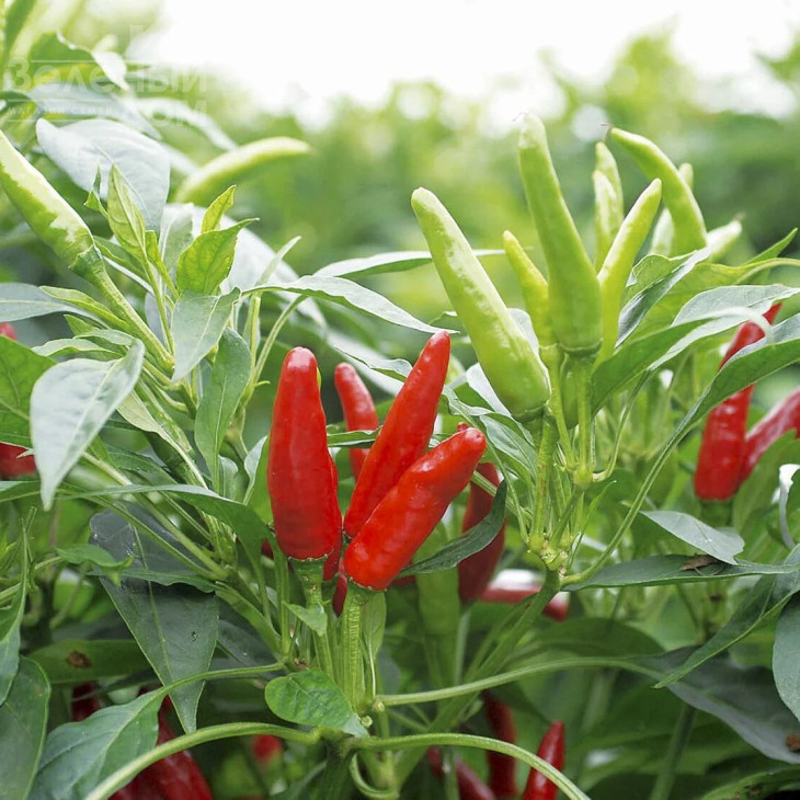 Хай Флай F1 / High Fly F1 фото 1